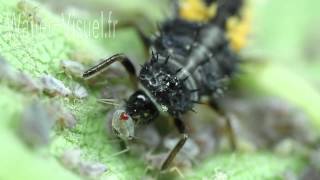 Larve de Coccinelle dévorant une colonie de pucerons cendrés du pommier 120805M010mp4 [upl. by Anyt552]