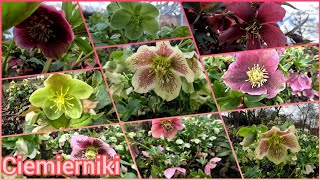 Ciemierniki  Helleborus argutifolius i Helleborus orientalis [upl. by Dielu183]