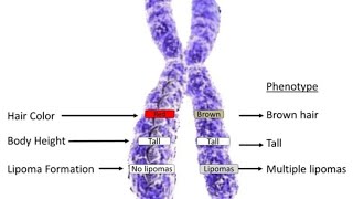 Allelic and non allelic interaction [upl. by Gettings]