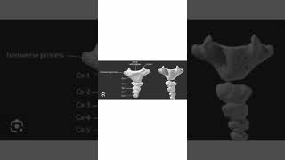 Vestigial organs under developed organs of humans tgtbio pgtbio biology pgtzoology tgtmedical [upl. by Fishman]