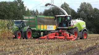 Mais hakselen door loonbedrijf Roelofs met Claas Jaguar 940 en Fendt trekkers 2022 [upl. by Leahcin334]