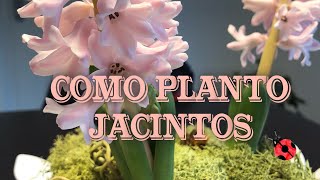 Cómo plantar jacintos [upl. by Nwahsir631]