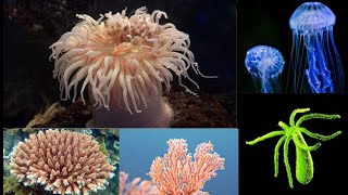 Phylum Cnidaria [upl. by Paget]