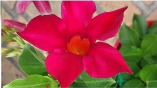 Mandevilla plant care tipsHow to grow Mandevilla vineRepotting Mandevilla [upl. by Nana]