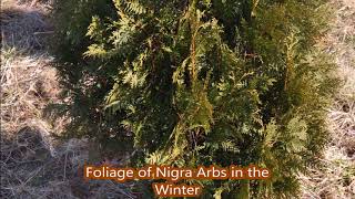 Nigra Arborvitae do not grow as fast as the Green Giant [upl. by Nhguavad]