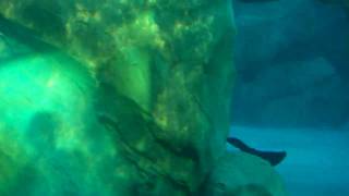 COMMERSONS DOLPHINS AT SEAWORLD AQUATICA WATER PARK ORLANDO FLORIDA [upl. by Britton]