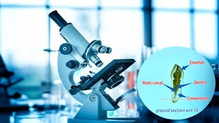 Ground SectionHistology of toothEnamel rods dentinal tubulesdead tractsstriae of retzius [upl. by Adnarahs]