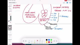 hypothalamus and pituitary gland hormones endocrinology 2 First Aid USMLE Step 1 in UrduHindi [upl. by Nnyltiak]