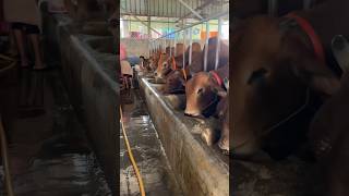 Huge Sahiwal Cattle Farm in Bangladesh 2024  Biggest cow in Bangladesh [upl. by Rossi]