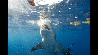 Shark Cage Diving in Gansbaai South Africa [upl. by Aicilak]