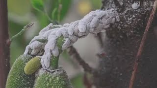 零消费铲除植物上的白色介壳虫！100消除无后患！竟然只用了这个东西！ [upl. by Itnahs]