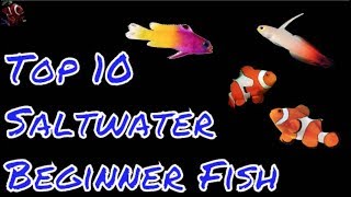 Top 10 Saltwater Fish For Beginners [upl. by Almeda]