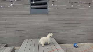 Westie Barking At Nothing Hidden Smell Coming Out From Air Evacuation [upl. by Aduhey873]