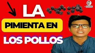 🙏 LA ESPECIA DIVINA ✍️ BENEFICIOS de la PIMIENTA NEGRA en POLLOS GALLINAS Y CODORNICES 🐔 [upl. by Clim270]