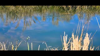 Silver Creek Trophy Trout Fly Fishing Show Low AZ part one End of Oct 2024 [upl. by Wey]