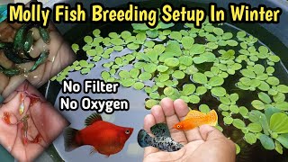 How to Make Molly Fish Breeding Setup In Winter 🥶🥶Molly Fish ka Breeding setup Kaise Banaye 🐟Guppy [upl. by Kaltman533]