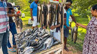 Wow Beautiful Live Snake Head amp Tilapia Fish Market In Traditional Village [upl. by Francklin]