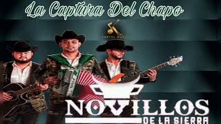 La Captura Del Chapo  Novillos De La Sierra En Vivo [upl. by Cheadle]