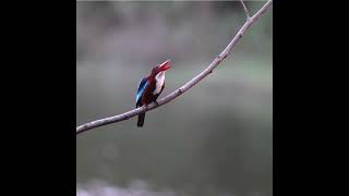 Whitethroated Kingfisher wildlife birds wildlifevideos [upl. by Potts575]