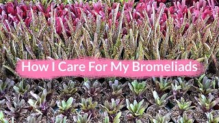 How I Care For My Bromeliads  Joy Us garden [upl. by Lehcir167]