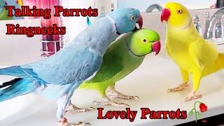 Indian Ringneck Parakeet  Parrots as Pet parrot birds talkingparrot birdslover viralvideo [upl. by Holbrooke]