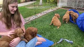 Goldendoodle puppies in the grass [upl. by Ot]