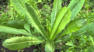 The Garden Gurus  Edible Weeds [upl. by Casimir]