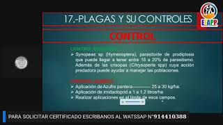 𝗖𝗨𝗥𝗦𝗢 𝗚𝗥𝗔𝗧𝗨𝗜𝗧𝗢MANEJO INTEGRADO DE PLAGAS Y ENFERMEDADES EN CULTIVO DE PAPA [upl. by Akeber]