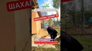 ❗️ШАХАРЛИК КЕЛИН ҚИШЛОҚДА❗️😱🔞 uzbekiatan [upl. by Arrimat]