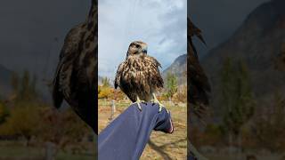 Lanner Falcon ❤️lannerfalcon [upl. by Grekin146]