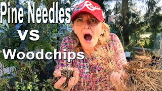 Gardening Ideas for Home Garden Pine Needles for Mulch or Composting Making Soil Container Garden [upl. by Woodley285]