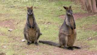 Sumpfwallabies Geschlechtsunterschiede [upl. by Lazaro]