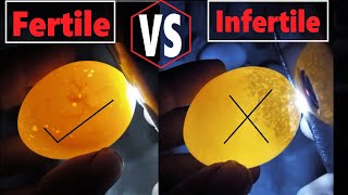 How to Check if an Egg is Fertile Or Infertile   Egg candling day 3  How to find Infertile Eggs [upl. by Nelson44]