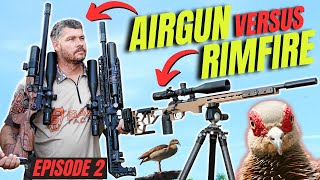 AIRGUN VERSUS RIMFIRE EP 2 I AIRGUN HUNTING WILD PIGEONS IN AFRICA I RIMFIRE PEST CONTROL [upl. by Ryon]