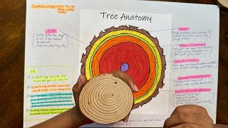 Tree Trunk Anatomy [upl. by Ardnusal894]