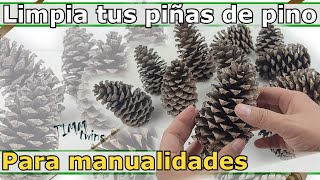 ✨Como lavar y desinfectar las piñas de pino 🌲 Como abrir tus piñas [upl. by Palecek409]