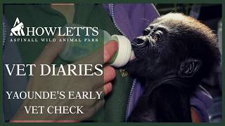 Gorilla Baby Yaoundes Vet Check  Howletts Wild Animal Park [upl. by Ilime86]