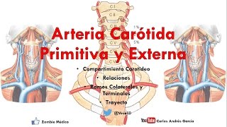 Anatomía  Compartimiento Carotídeo y Arterias Carótida Común y Externa [upl. by Chiarra]