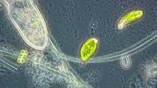 Euglena and Paramecium [upl. by Tamarra173]