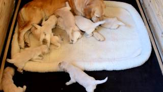 Golden Retriever pups  17 days old [upl. by Estell454]