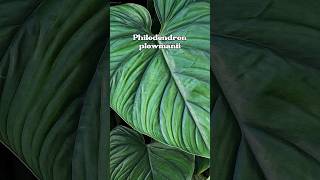 Plants to elevate your space part 1 Philodendron Plowmanii philodendron [upl. by Gala]