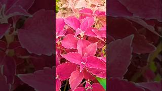 Coleus plants shorts plants flowers viralvideo [upl. by Waligore]