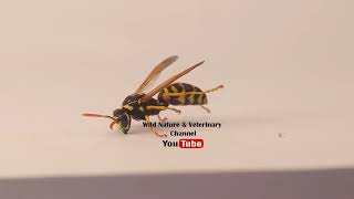 European paper wasp Polistes dominula on a white background Yellow wasp cleaning itself Insects [upl. by Aener]