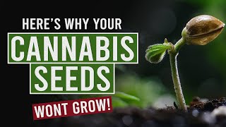 Top Reasons Your Cannabis Seeds Arent Germinating [upl. by Soelch]