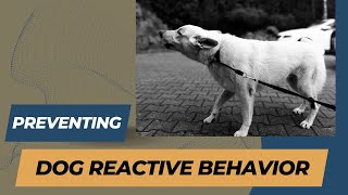 Walking Your Reactive Dog in Public Try These Tips [upl. by Elmajian18]