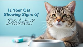 🐾 Diabetes in Cats Symptoms Causes and Treatment [upl. by Shanda]