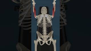 3D Sports Anatomy  Exercise your triceps 3d anatomy 3danatomy [upl. by Stefanie]