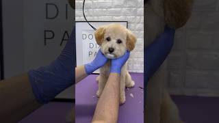 Maltipoo grooming maltipoo doggroomingforbeginners dogs [upl. by Eyot152]