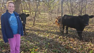 Homestead Farming Bringing the cattle Home for the winter [upl. by Pasol147]