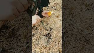 Digging very good Cordyceps sinensis fungus [upl. by Hersh]